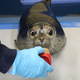 Illustration for article titled Blind Harbor Seal Pup Learning to Adapt